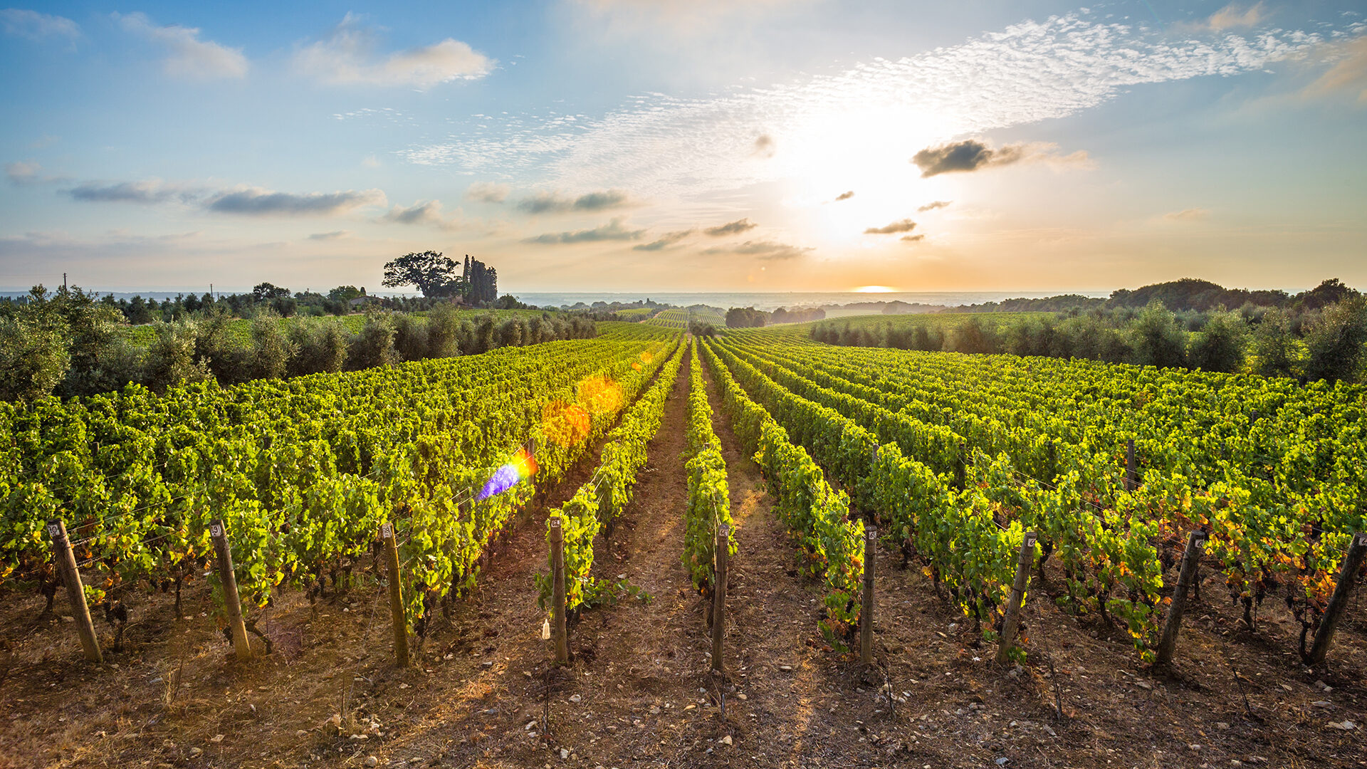 Bolgheri wine tour