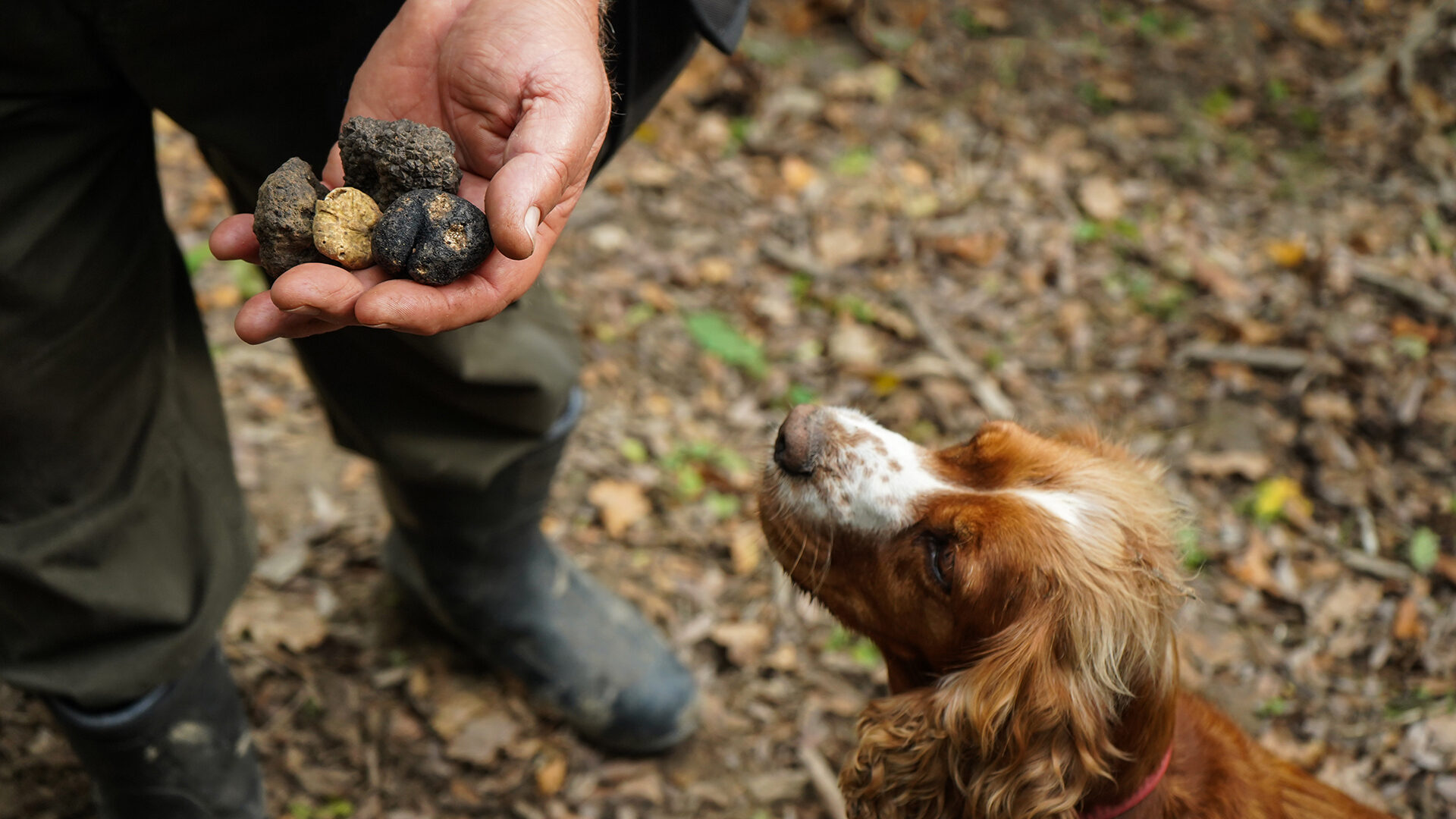 Caccia tartufo