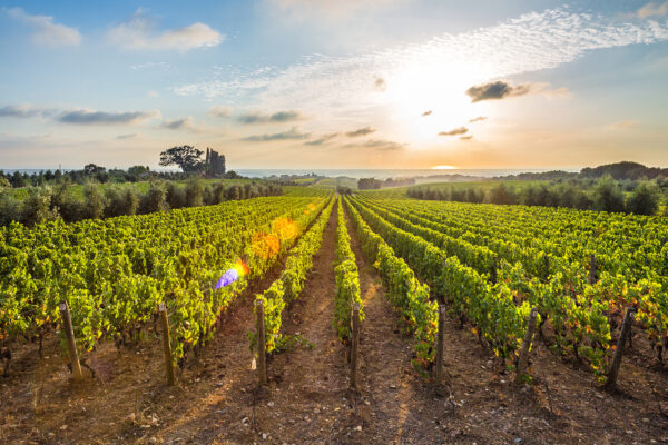 Bolgheri wine tour