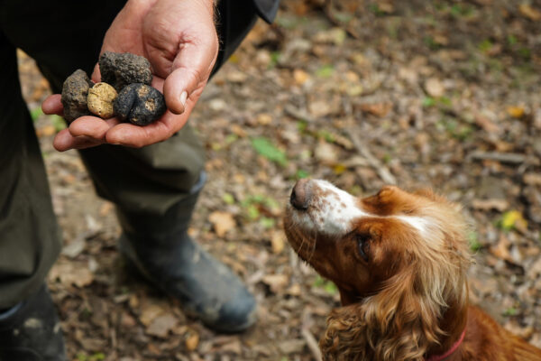Caccia tartufo